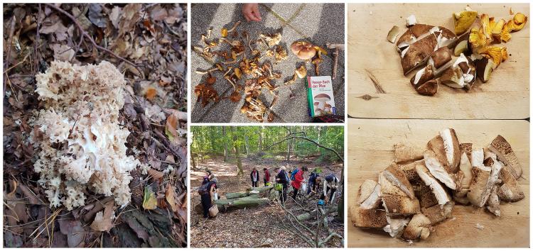 Herbstzeit ist ja bekanntlich die Zeit des Sammelns