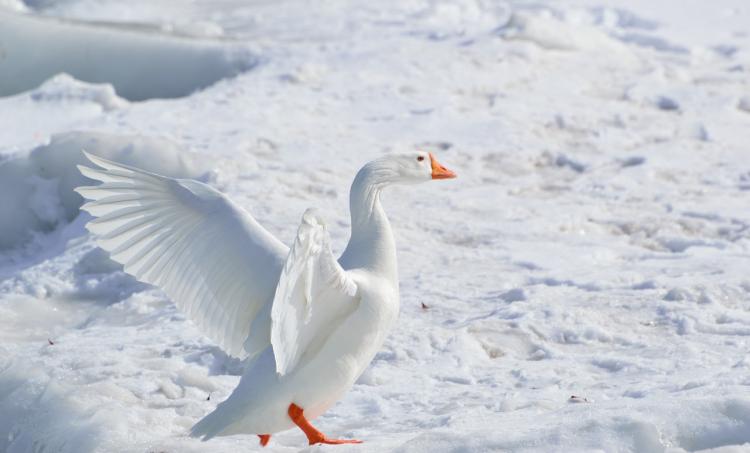 (5) Engel oder Gans?